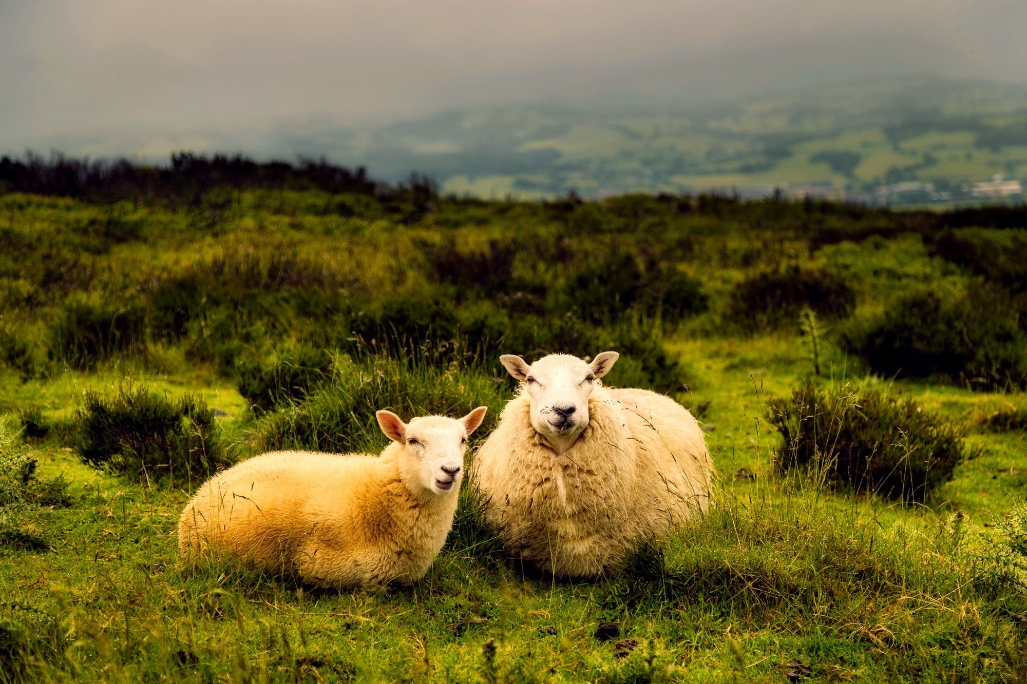 IS WOOL SUITABLE FOR USE IN THE WARM SEASON?